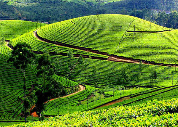 Guided Tour of Munnar