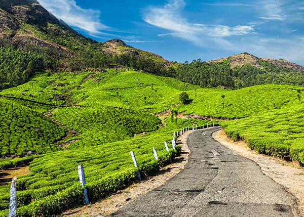 Thekkady – Munnar (Drive 3.5 hrs)