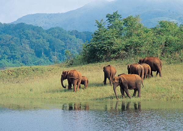 Madurai - Periyar (Thekkady) National Park (3.5 Hrs drive)